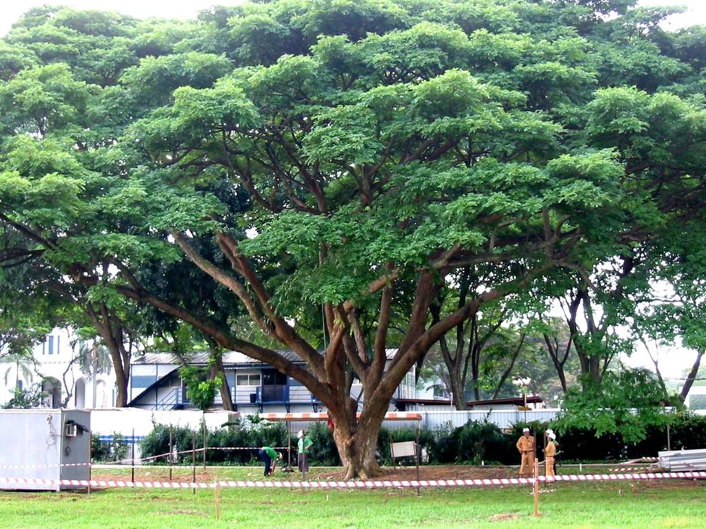 Miniature of Preserving Trees at City Campus