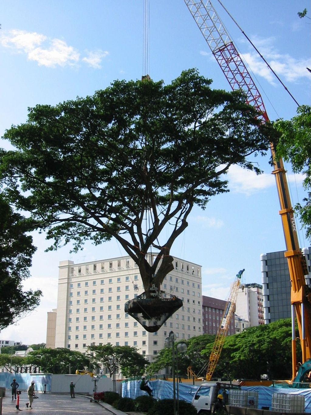 Miniature of Preserving Trees at City Campus