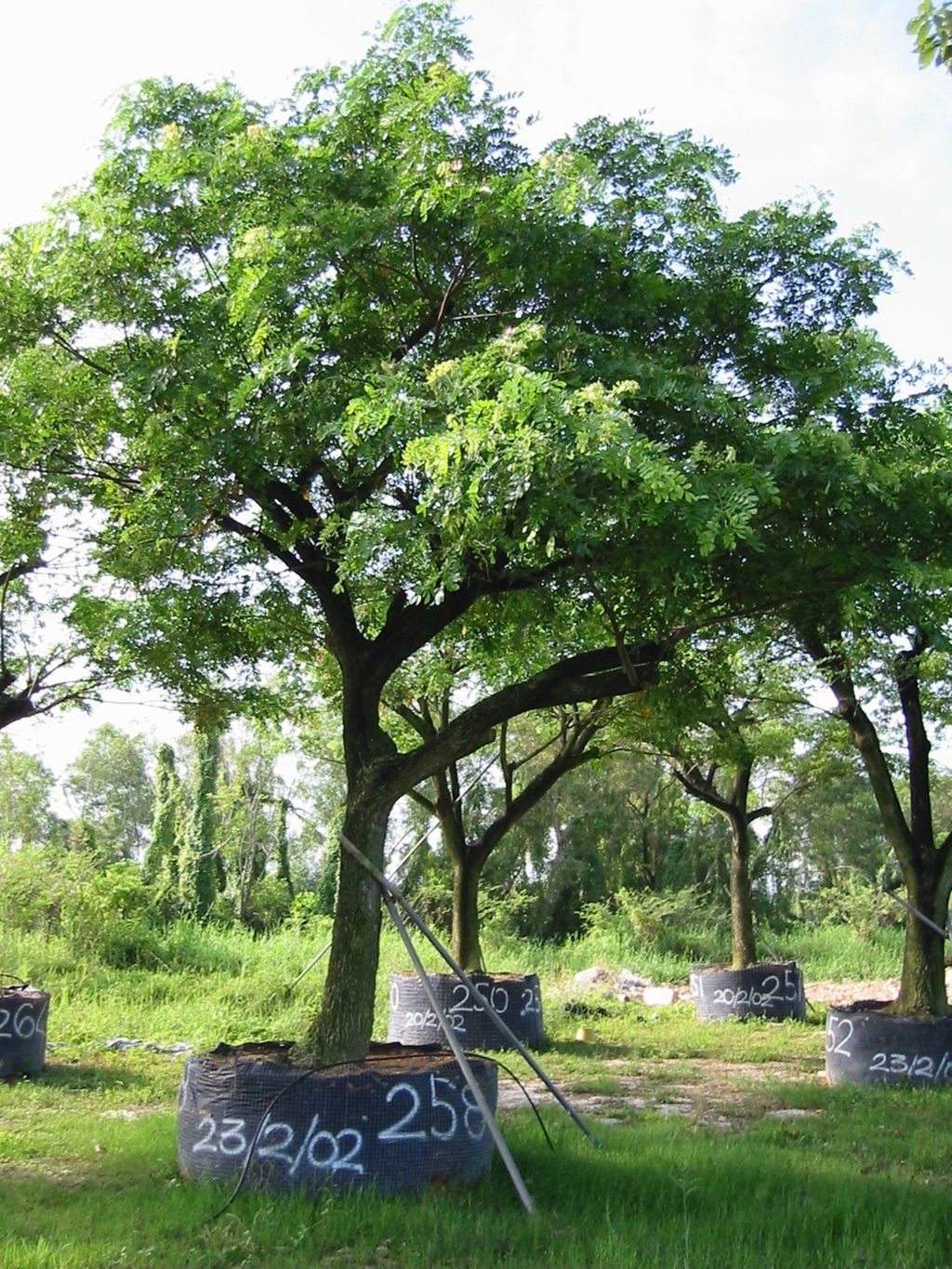 Miniature of Storing Trees During City Campus Construction