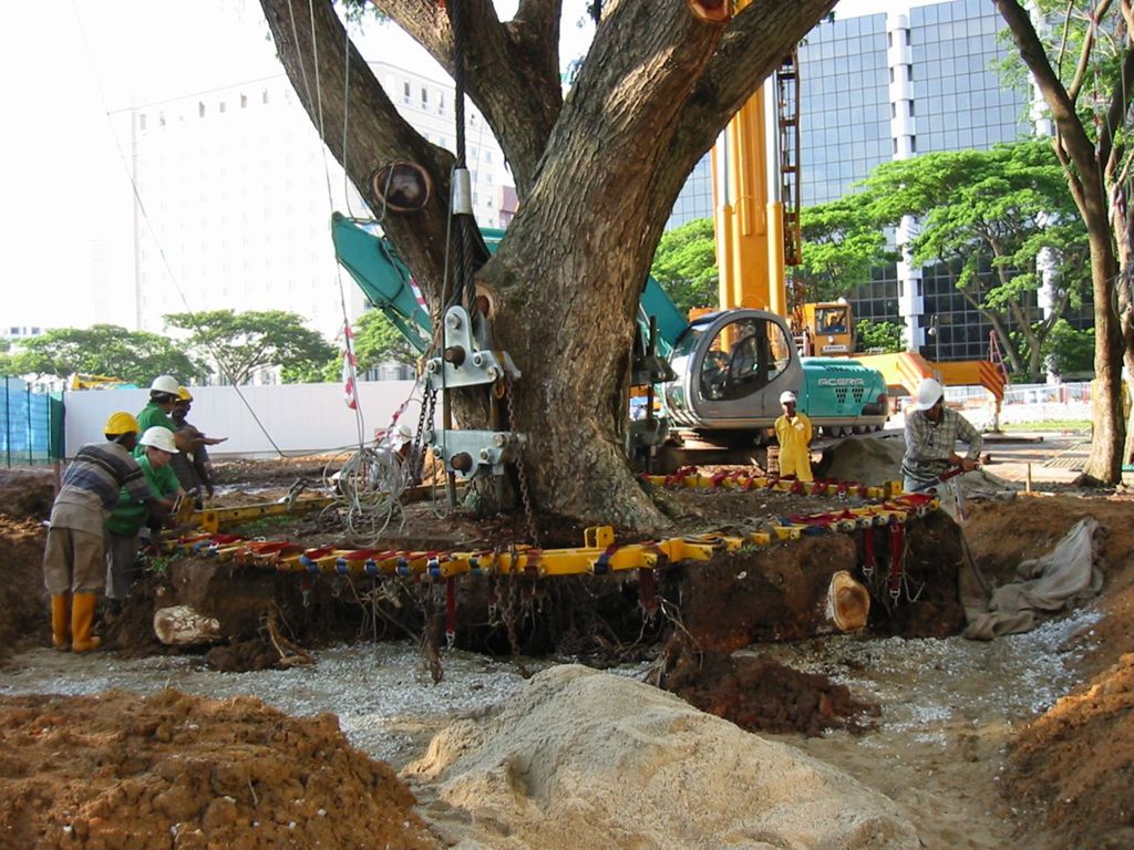 Miniature of Preserving Trees at City Campus